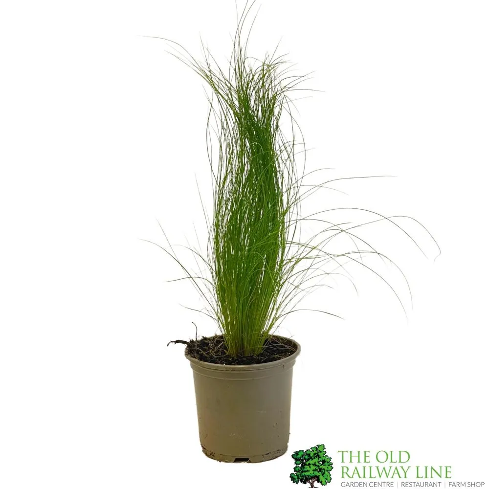 Stipa Tenuissima Mexican Feather Grass 11cm Pot