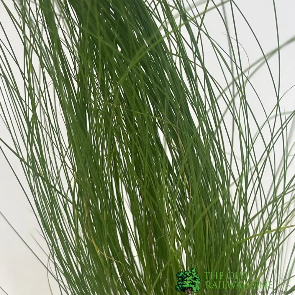 Stipa Tenuissima Mexican Feather Grass 11cm Pot